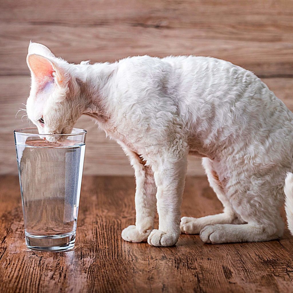 Dossier hydratation et déshydratation féline : Notre experte vous partage des astuces efficaces, des méthodes pratiques et des solutions simples pour hydrater correctement son chat même en été. Grâce à ce quide vous pourrez reconnaitre les symptomes de déshydratation d'un chat