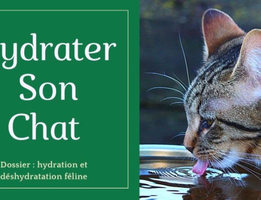 Retrouvez dans ce dossier d'hydratation et de déshydratation féline, les conseils et astuces de notre experte animalière pour hydrater correctement son chat même pendant la canicule