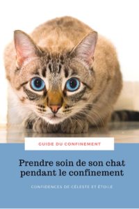 Retrouvez dans ce guide complet, les conseils et astuces de notre comportementaliste pour améliorer le confinement de votre chat, prendre soin de lui et l'occuper correctement. En bonus : des tutoriels de jouets