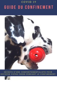 Pour améliorer le confinement de votre chien, notre comportementaliste vous livre ses secrets pour prendre soin de lui pendant le confinement et le déconfinement, l'occuper et les erreurs à éviter que beaucoup de maitres commettent. A lire et partager de toute urgence