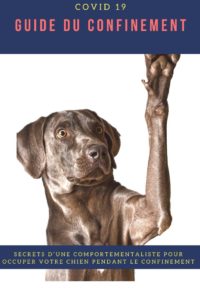 Notre comportementaliste vous accompagne pour améliorer le confinement de votre chien. Retrouvez ses secrets pour prendre soin de lui, l'occuper correctement et les erreurs à éviter que beaucoup de maitres font
