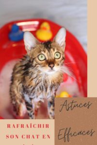 Offrez à votre chat un été plus frais grâce à ce guide ultime de l'été spécial canicule avec son chat. Vous y trouverez 14 astuces efficaces pour le rafraichir et le protéger de la chaleur. Affrontez la canicule avec son chat même sans la climatisation. En bonus : astuces pour l hydrater correctement