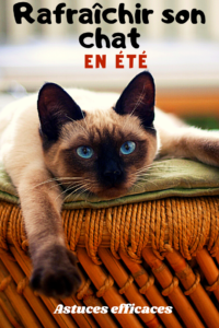 grâce à ce guide ultime de l'été retrouvez 14 astuces efficaces pour rafraichir son chat pendant la canicule. Offrez lui un été plus frais et une bonne hydratation avec ses conseils simples