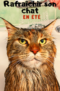 14 astuces rafraichissantes pour affronter la canicule avec son chat dans ce guide de l été. Conseils et astuces efficaces pour rafraichir et hydrater son chat. Offrez un été plus frais à votre chat