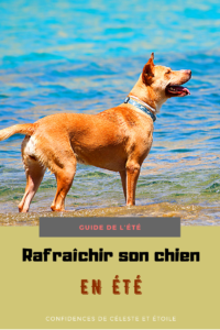 14 astuces fraicheurs à faire cet été pour rafraichir votre chien. Retrouvez des astuces et conseils efficaces pour prendre soin de son chien pendant la canicule. Offrez lui un été plus frais. Aider le pendant les fortes chaleurs grâce à ce guide de l été