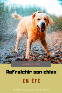 Comment affronter la canicule avec son chien ? Comment le protéger de la chaleur ? Comment le rafraichir cet été? Comment l hydrater correctement ? Retrouver tous les conseils et astuces de notre expert canin pour prendre soin de votre chien cet été. Offrez lui un été plus frais. Les erreurs à éviter absolument cet été pour son chien