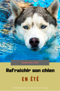 Notre expert canin vous révèle ses meilleures astuces pour rafraichir et protéger votre chien cet été. Elle vous partage également les erreurs à éviter en été que beaucoup de maitres ignorent. Offrez un été plus frais à votre chien 