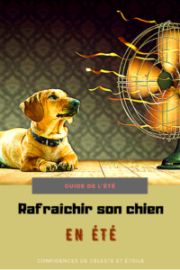 Notre expert canin vous livre ses meilleures astuces et conseils pour prendre soin de votre chien cet été. Grâce à son guide de l été vous pourrez lui offrir un été plus frais. Vous pourrez affronter la canicule avec votre chien et le protéger de la chaleur. A lire et à partager pour aider les animaux en cette période si difficile pour eux