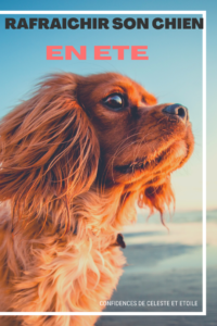 Notre expert canin vous dévoile ses meilleures astuces fraicheurs pour votre chien. Offrez lui un été plus frais grâce à ses conseils et astuces efficaces contre la canicule. Protégez le de la chaleur correctement. Vous découvrirez les erreurs à ne pas faire en été pour votre chien que beaucoup ignorent encore. 