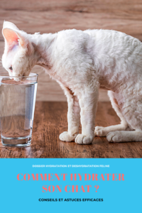 Comment hydrater son chat en été ? Comment hydrater son chat correctement ? Comment éviter la déshydratation à son chat ? Comment l'inciter à boire ? Quelle boisson donner à son chat? Comment reconnaitre les signes de déshydratation chez le chat ? Quelle fontaine choisir ? Quelle quantité d'eau doit boire son chat ? Notre experte vous livre ses conseils, ses astuces et méthodes pour hydrater son chat