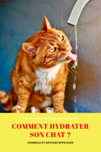 Guide de l'hydratation du chat. Notre experte vous partage ses conseils et ses astuces pour hydrater correctement votre chat. Elle vous livre ses solutions pour inciter son chat à boire . Elle vous donne sa solution pour hydrater un chat malade qui boit peu.