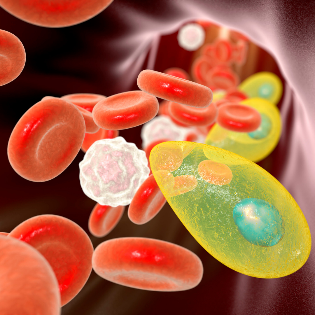 Toxoplasmose risques et précautions pendant la grossesse Les confidences de Céleste et Etoile