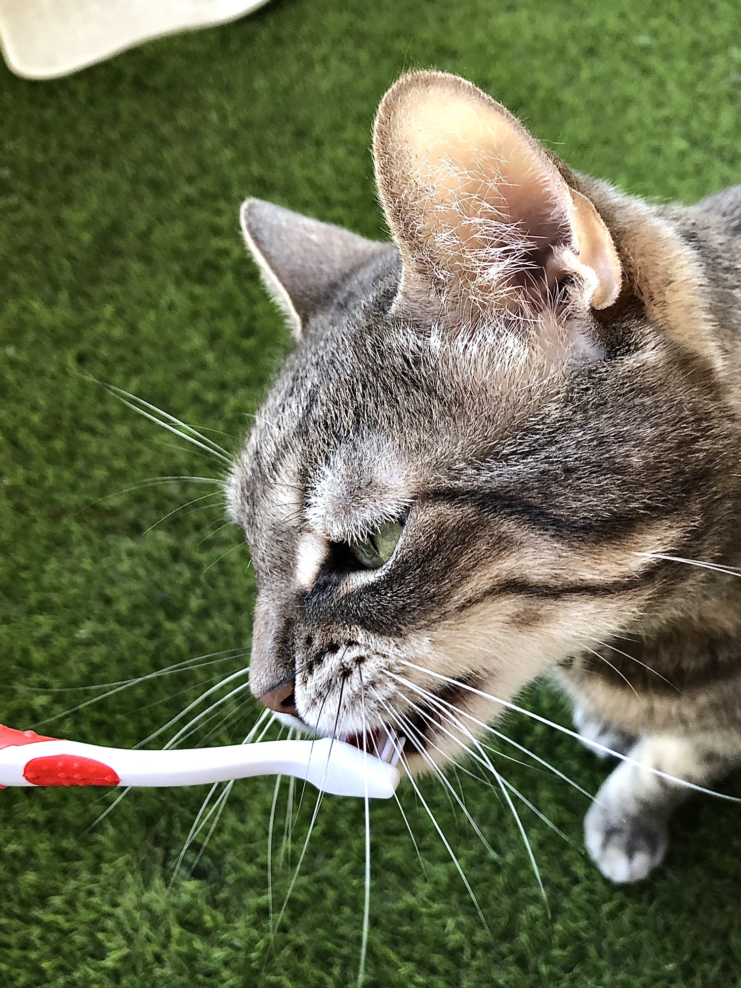 Retrouvez toutes les astuces naturelles pour une bonne hygiène bucco dentaire de votre animal. 