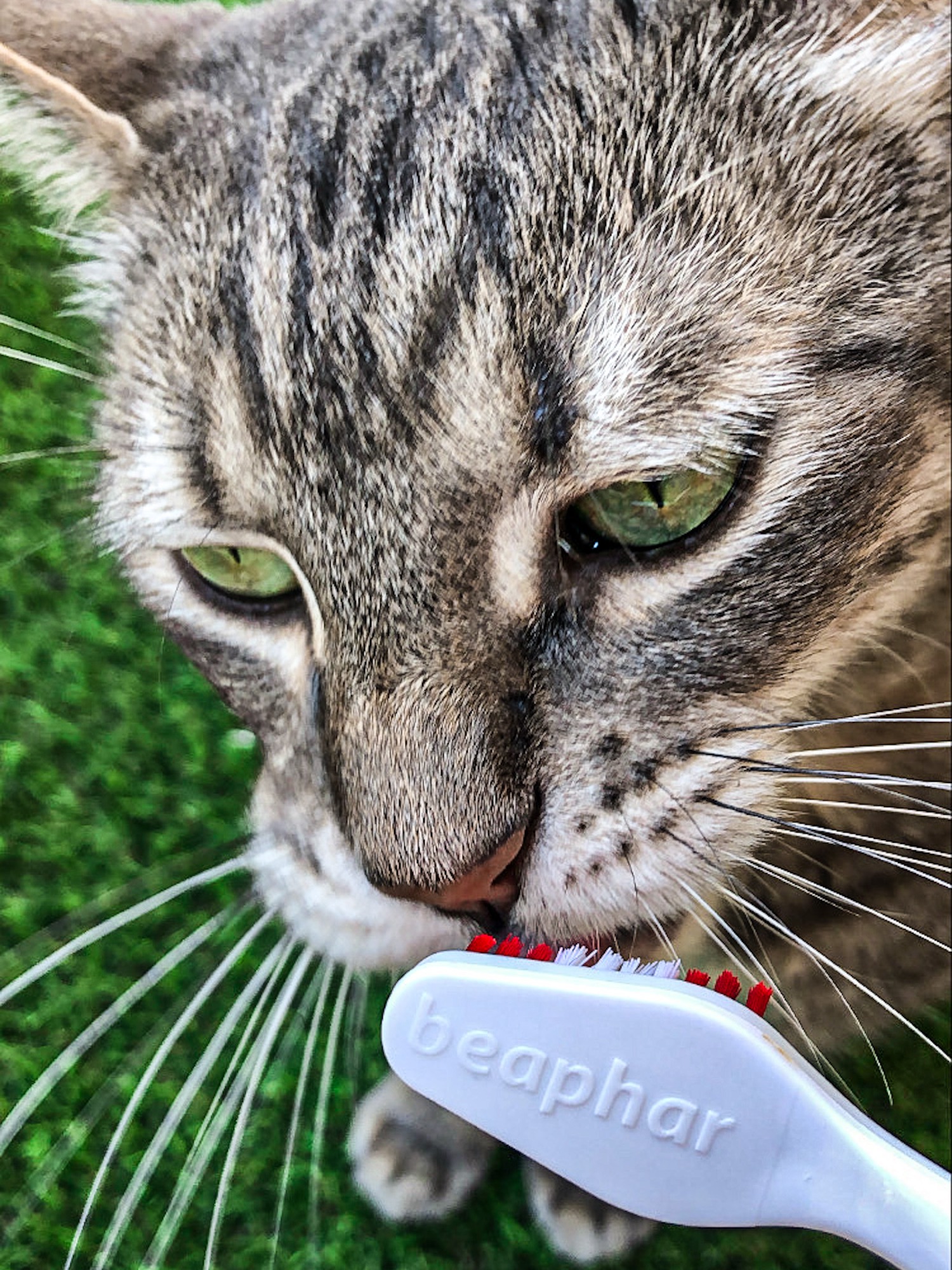 Luttez contre le tartre de votre animal grâce à ces astuces naturelles pour une bonne hygiène bucco dentaire de votre animal